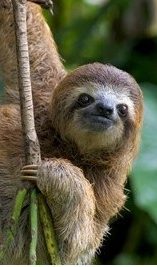 cropped-cropped-sloth01crop.jpg